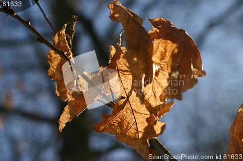 Image of Autumn leaf