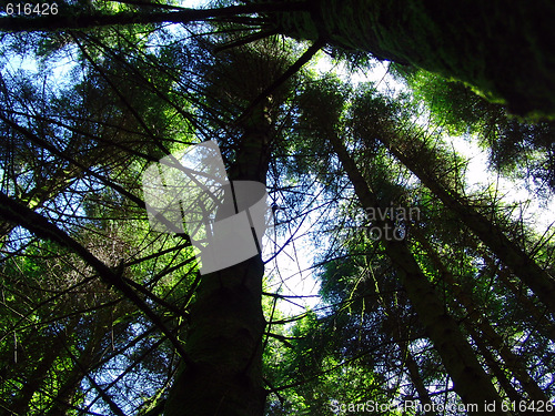 Image of pine trees