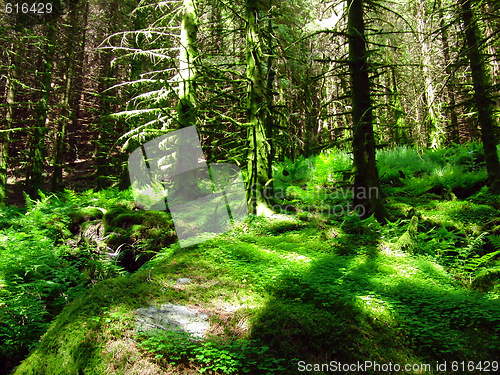 Image of green pinetree forest