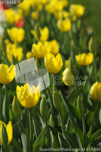 Image of Yellow tulip