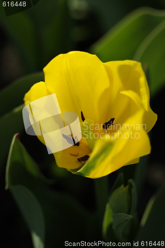 Image of Tulip bud