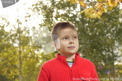 Image of Under yellow leaves