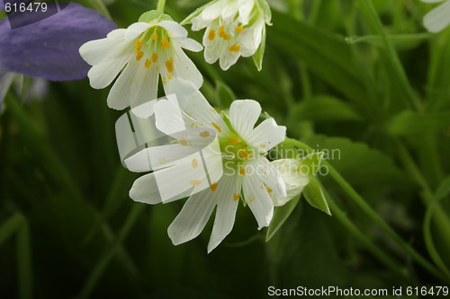 Image of White wildflower bud