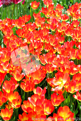 Image of Floral backgroung fiery red tulips