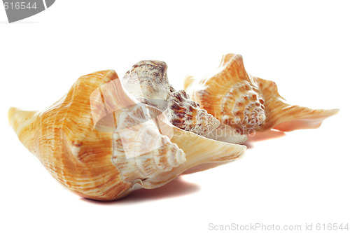 Image of Three sea shells