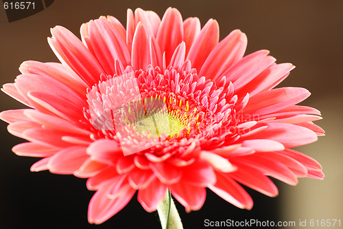 Image of Pink Gerbera flower