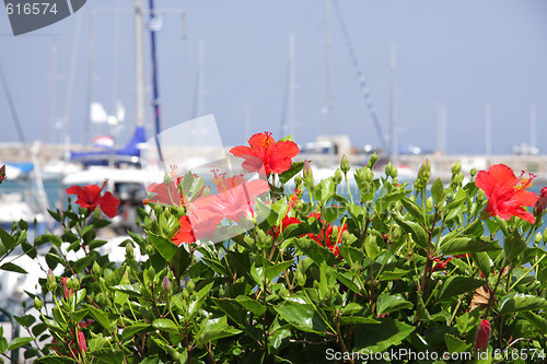 Image of Red flowers bush