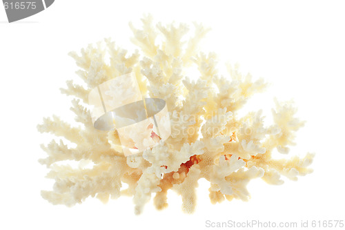 Image of Branchy Coral