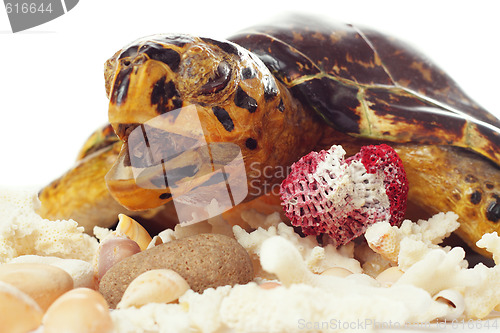 Image of Turtle and coralls