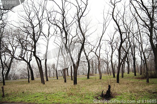 Image of Bare trees