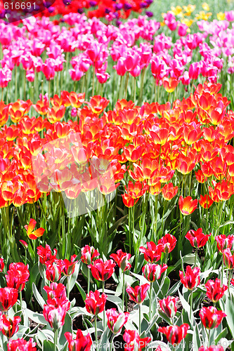 Image of Rows of various tulips