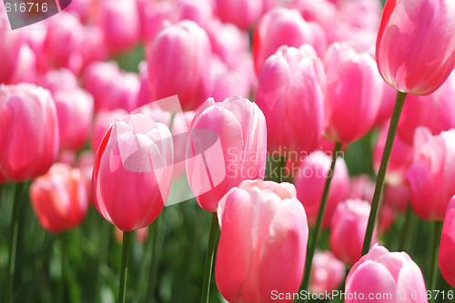 Image of Pink tulips