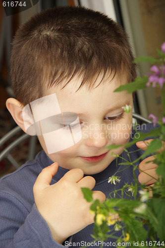 Image of Nice flowers