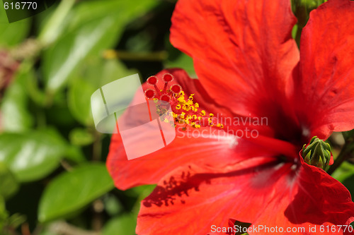 Image of Hibiscus