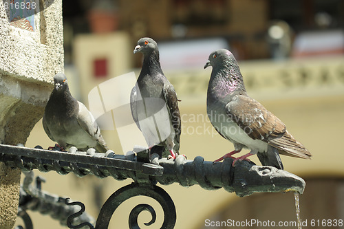 Image of Three doves on tap