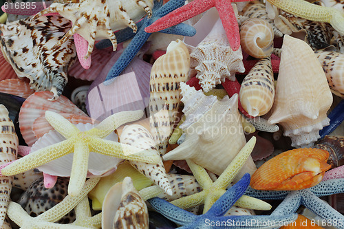 Image of Shells
