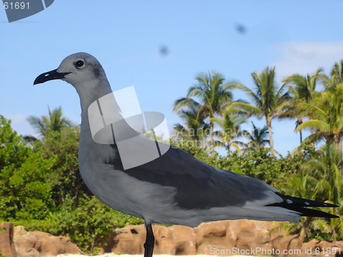 Image of Seagull