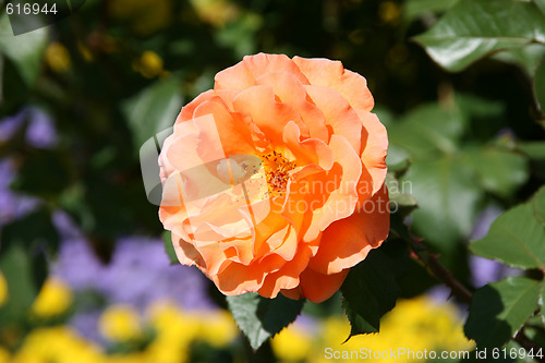 Image of Tea rose