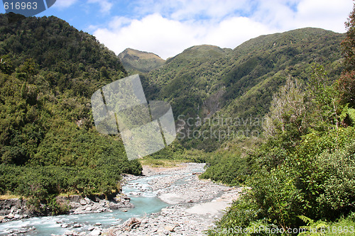 Image of New Zealand rainforest