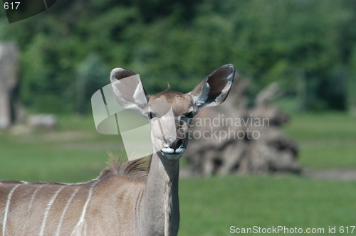 Image of Big Ears