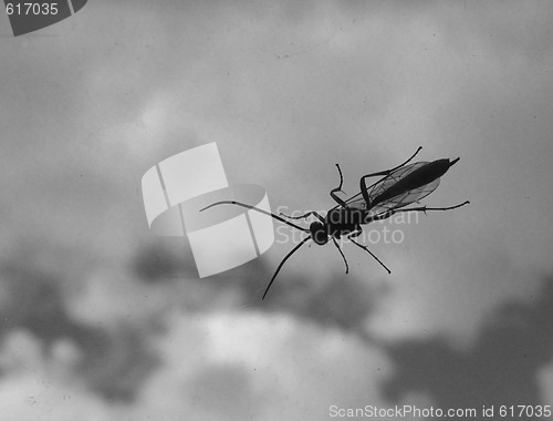 Image of insect on car window