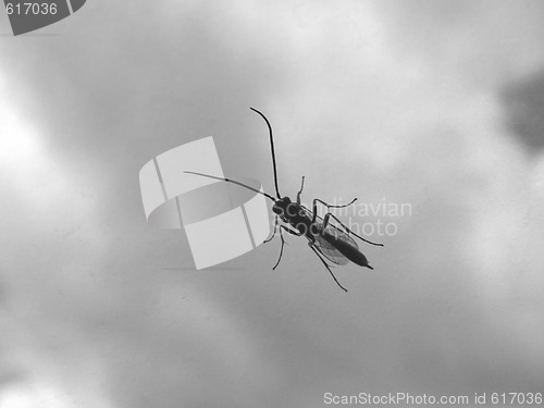 Image of insect on car window II