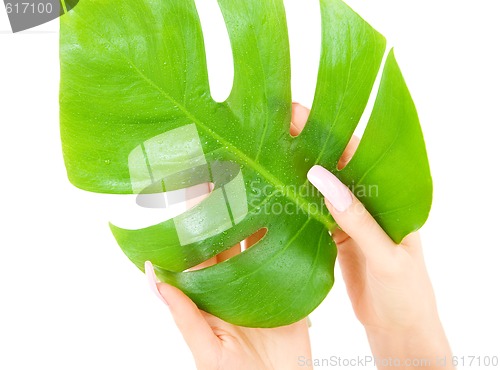 Image of female hands with green leaf