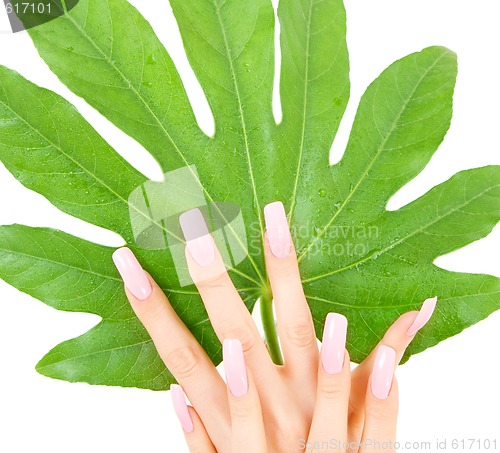 Image of female hands with green leaf