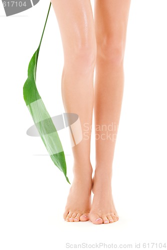 Image of female legs with green leaf