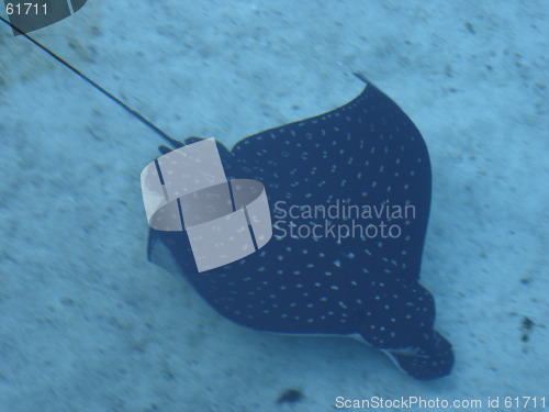 Image of Spotted Stingray