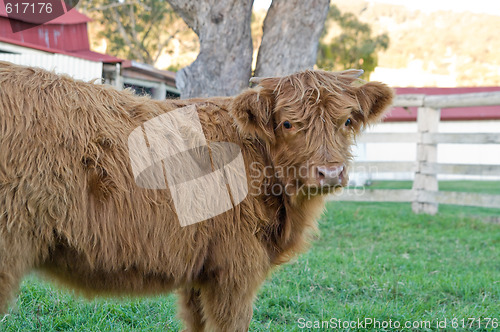 Image of highland cow on the farm