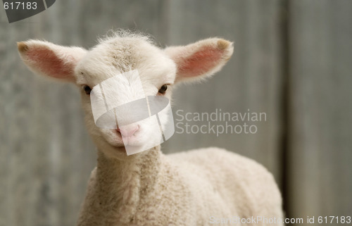 Image of young lamb on the farm