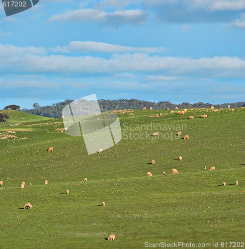 Image of sheep in the field