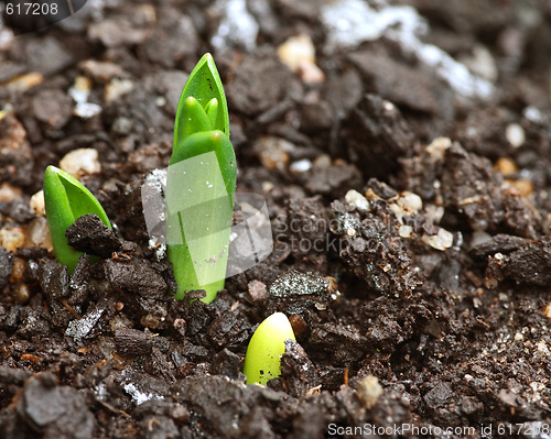 Image of little sprout bud in garden