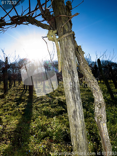 Image of Bare grapevines