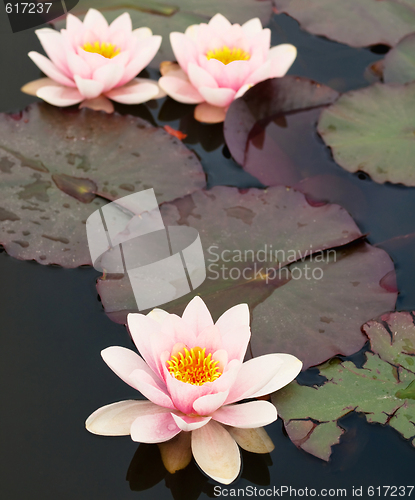Image of Lilly pond flower