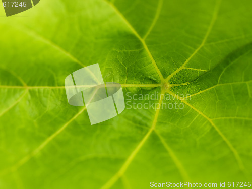 Image of Leaf macro