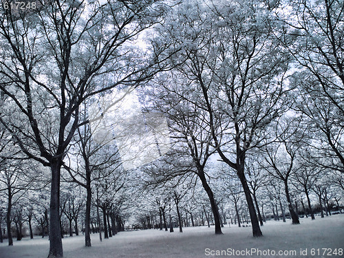 Image of Infrared forest