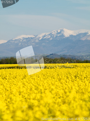 Image of Rape field and mountains