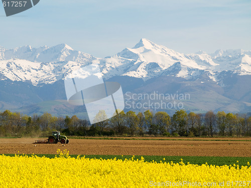Image of Rape field and mountains