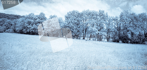 Image of Infrared forest