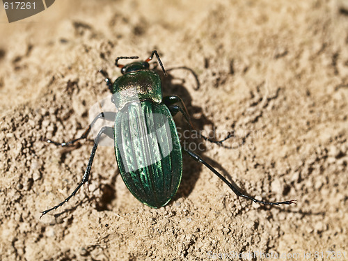 Image of Green scarab