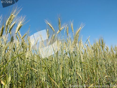 Image of Wheat field