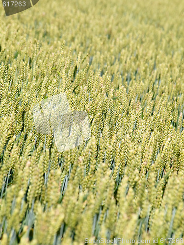 Image of Wheat field