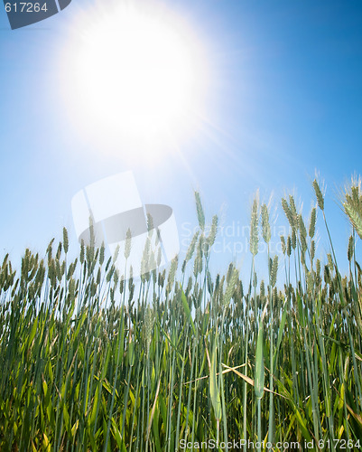 Image of Wheat field and sun