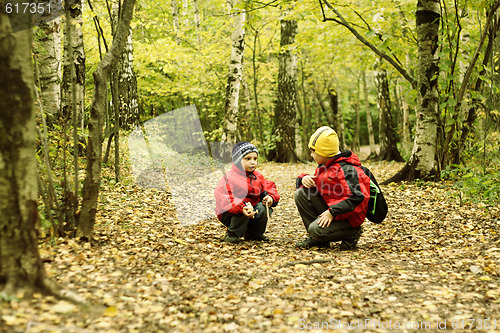 Image of Chat in autumn forest