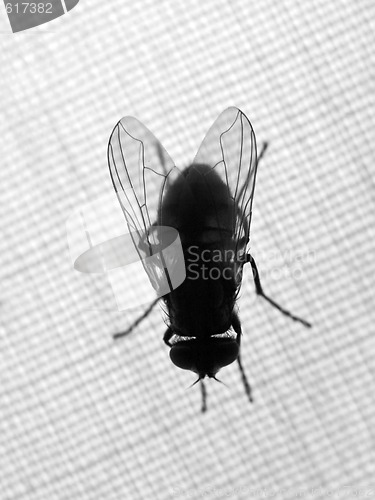 Image of Housefly