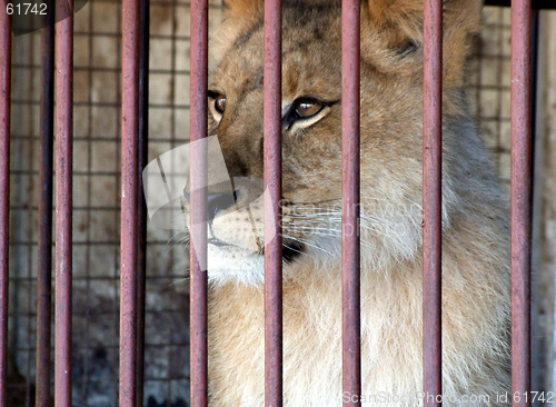 Image of Caged Lion