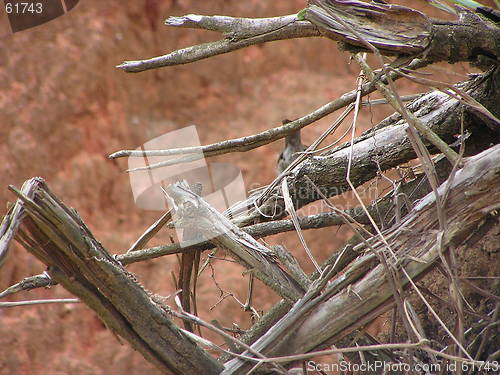 Image of Silent dead wood