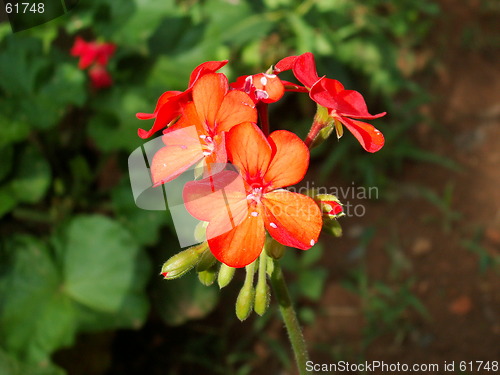 Image of Red Geranium